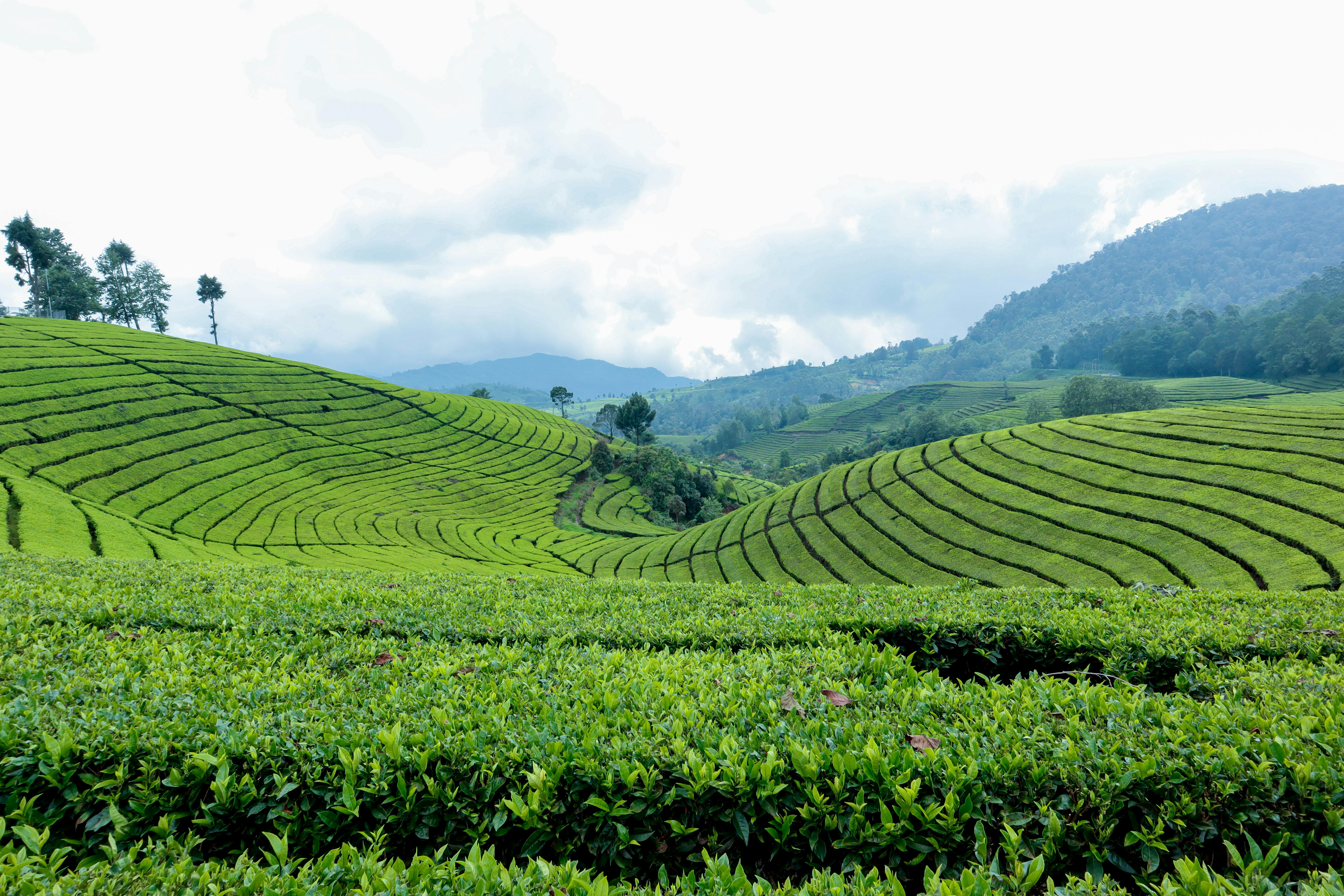 pexels-photo-3752402-3752402 Beautiful Scenery Of Tea Plantation